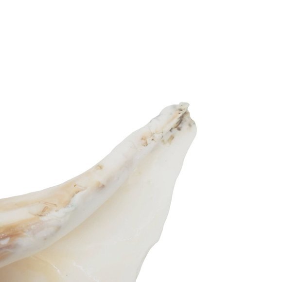 10" Large Horned Queen Helmet Conch Seashell Eroded Nautical Tooth Vintage Beach - Picture 4 of 6